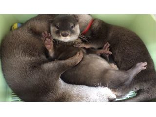 平日限定プラン 3種類の動物にあげられるおやつ オリジナル缶バッチ付き 人気沸騰中 コツメカワウソふれあい体験60分コース フクロモモンガ ハリネズミにも会える コツメイト 池袋サンシャイン店 じゃらん遊び体験 平日限定プラン 3種類の動物にあげられるおやつ オリジナル缶バッチ付き 人気沸騰中 コツメカワウソふれあい体験60分コース フクロモモンガ ハリネズミにも会える コツメイト 池袋サンシャイン店 じゃらん遊び体験