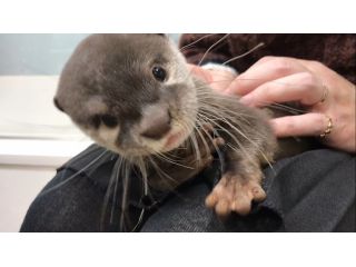 平日限定プラン 3種類の動物にあげられるおやつ オリジナル缶バッチ付き 人気沸騰中 コツメカワウソふれあい体験60分コース フクロモモンガ ハリネズミにも会える コツメイト 池袋サンシャイン店 じゃらん遊び体験 平日限定プラン 3種類の動物にあげられるおやつ オリジナル缶バッチ付き 人気沸騰中 コツメカワウソふれあい体験60分コース フクロモモンガ ハリネズミにも会える コツメイト 池袋サンシャイン店 じゃらん遊び体験