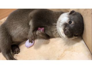 平日限定プラン 3種類の動物にあげられるおやつ オリジナル缶バッチ付き 人気沸騰中 コツメカワウソふれあい体験60分コース フクロモモンガ ハリネズミにも会える コツメイト 池袋サンシャイン店 じゃらん遊び体験 平日限定プラン 3種類の動物にあげられるおやつ オリジナル缶バッチ付き 人気沸騰中 コツメカワウソふれあい体験60分コース フクロモモンガ ハリネズミにも会える コツメイト 池袋サンシャイン店 じゃらん遊び体験