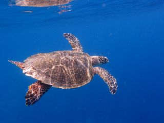 ウミガメにも会えるかも!?