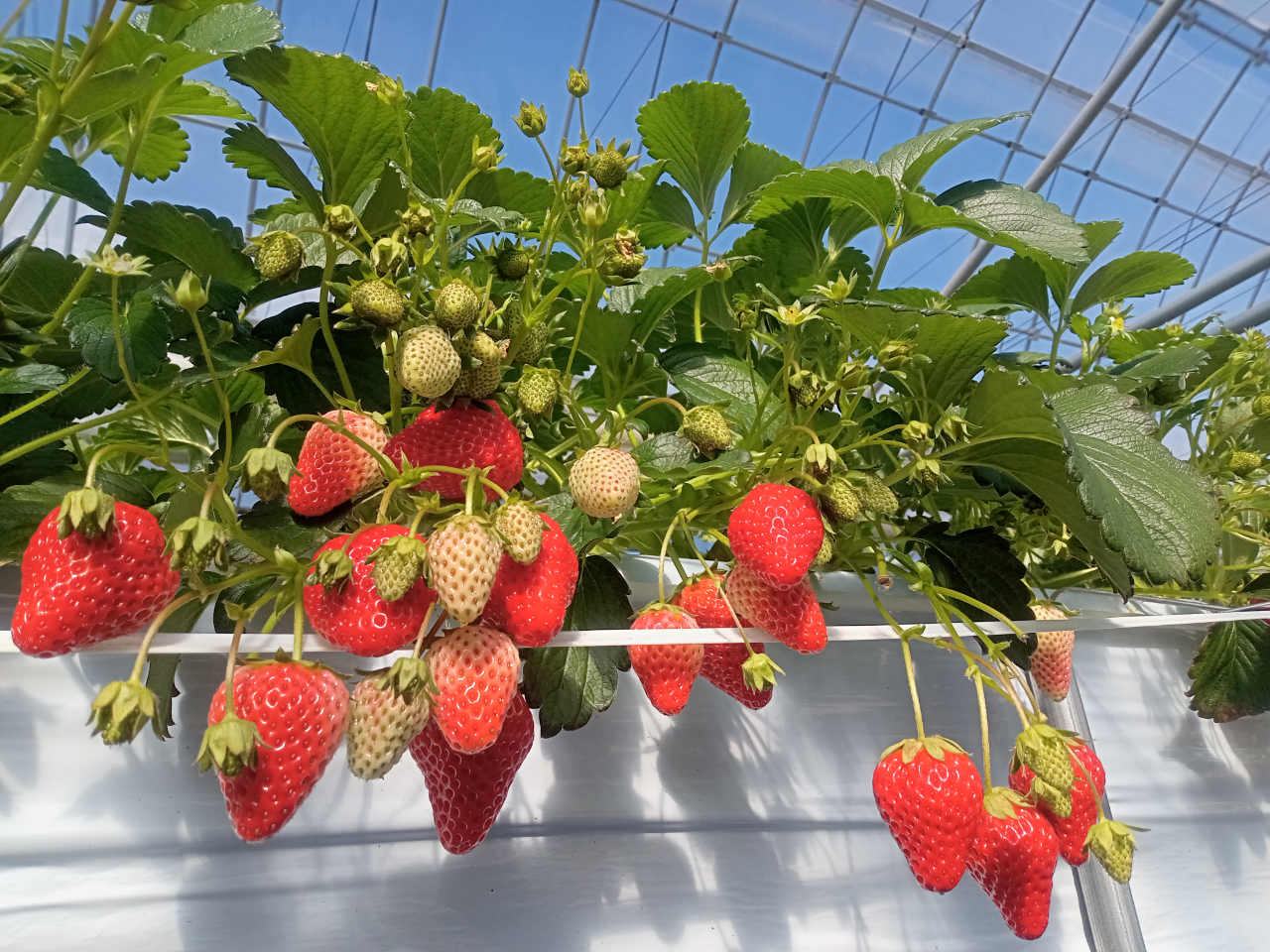 R̎voɂ܂邹_̂͂ł傤I