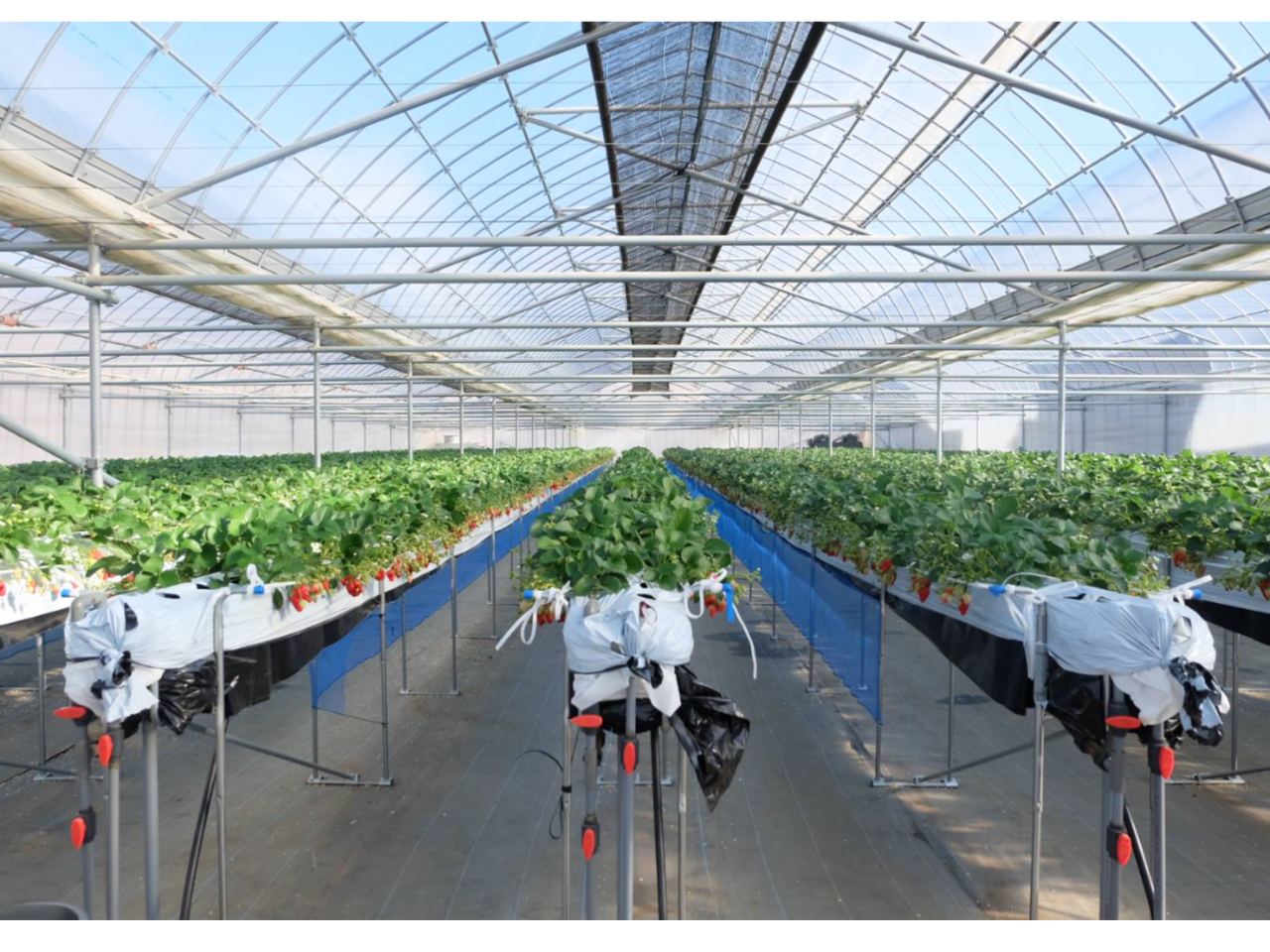 ݍ͔|Ȃ̂ŁA낳yȎpł肪y߂܂I