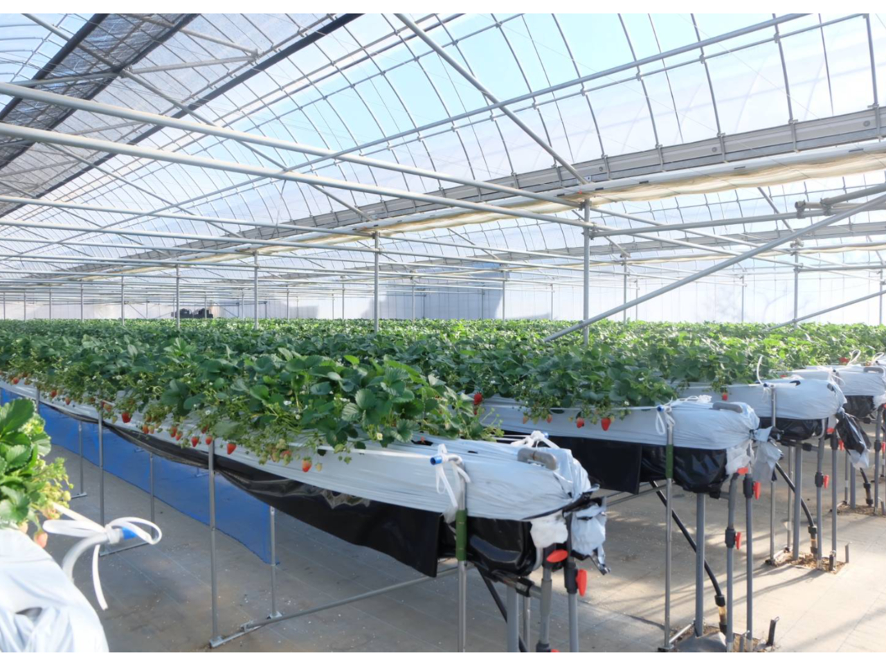 qlɂ͂̃}XN̒pAAw̃AR[łɂ͂ĂĂ܂I