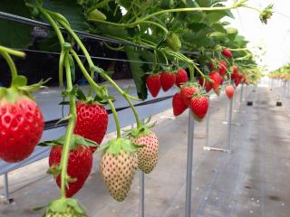 たくさんのいちごたち♪
