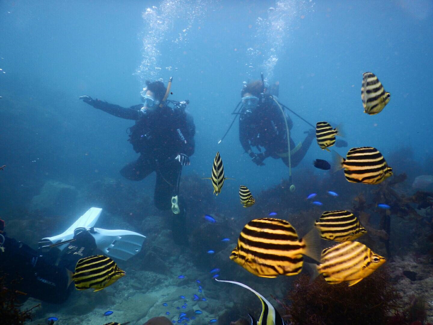 ダイビングでお魚と触れ合おう♪初心者大歓迎♪ボートに乗って体験ダイビング♪