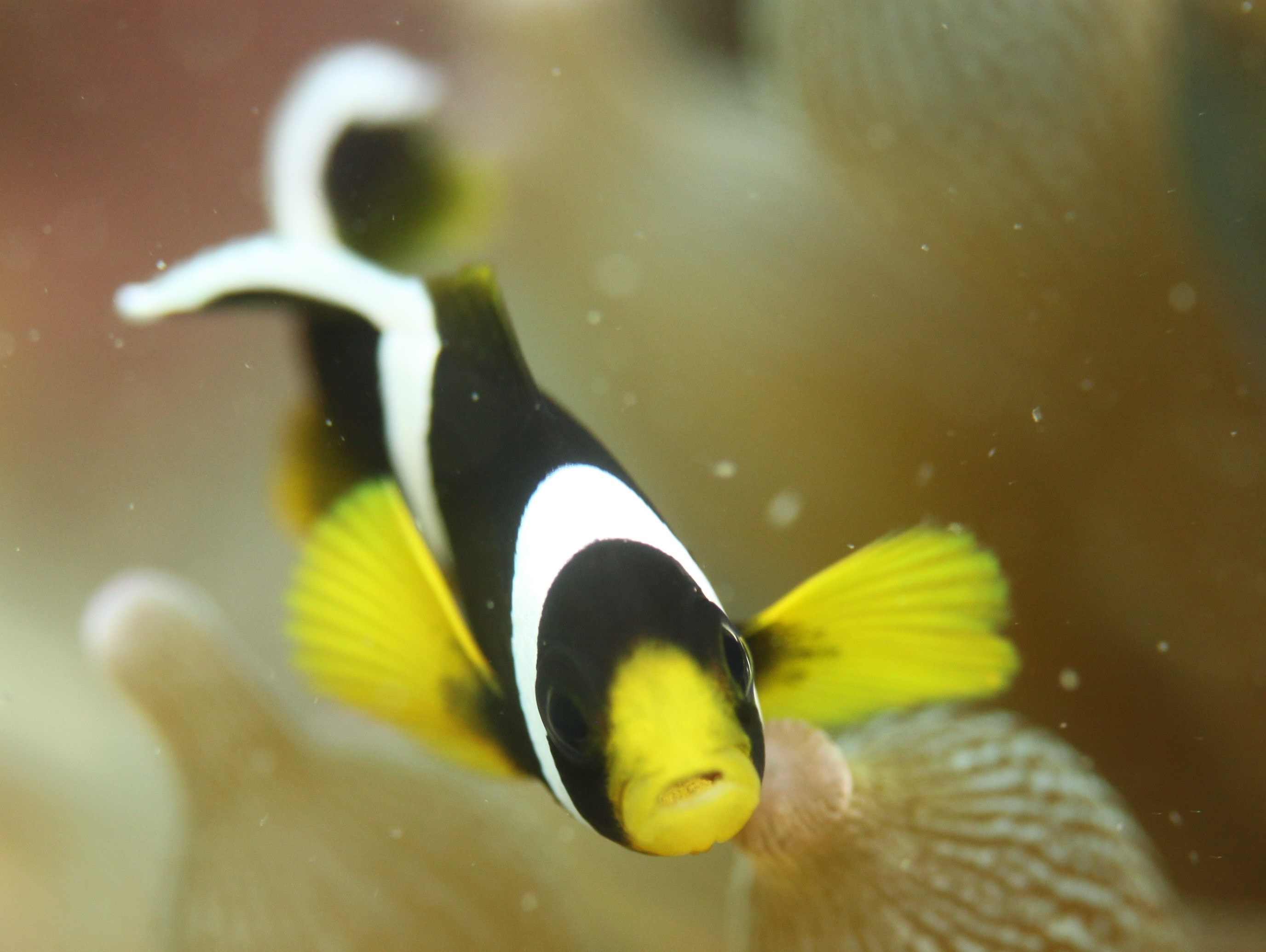 【カップル特典プラン】体験ダイビングでお魚と触れ合おう♪初心者大歓迎♪ダイビング...