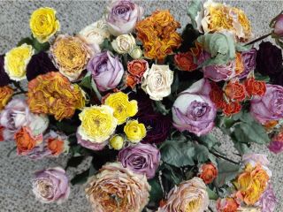 当園独自の熱処理乾燥により色鮮やかに仕上がった薔薇です