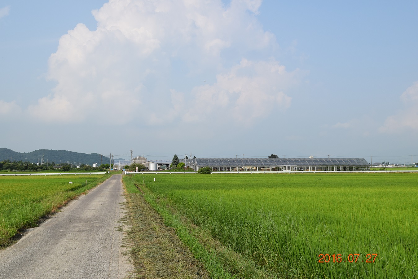当園の薔薇は地下140mの湧水と40年以上培われた栽培技術によって育てられています。花・葉・茎三位一体のバランスがその薔薇の美しさをより引き出します