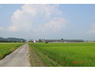 当園の薔薇は地下140mの湧水と40年以上培われた栽培技術によって育てられています。花・葉・茎三位一体のバランスがその薔薇の美しさをより引き出します