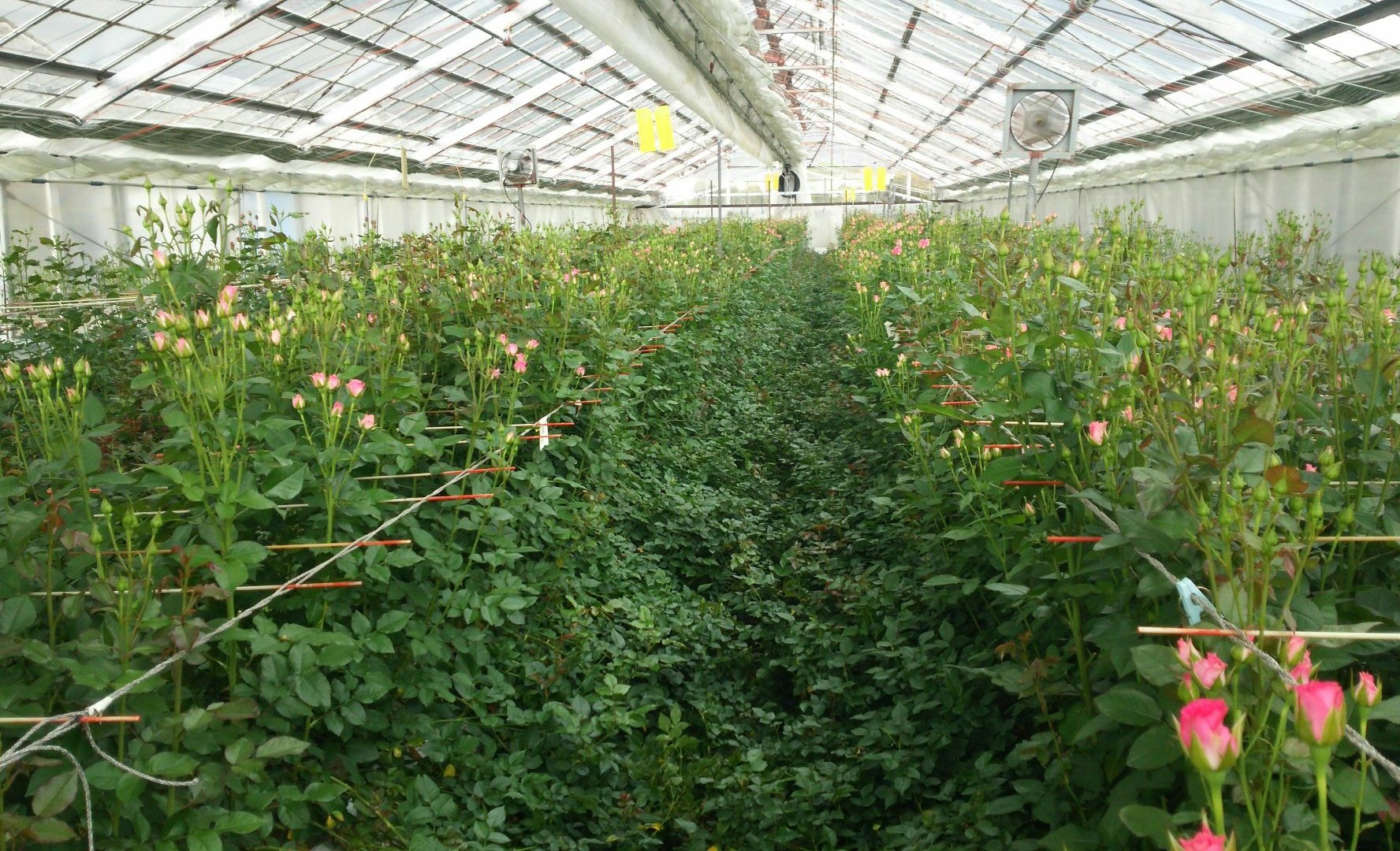 園内には30品種、約3万株の薔薇が日々かわいい姿を見せてくれています。大輪の薔薇やかわいいスプレー薔薇、香りの薔薇そして当園自慢のイングリッシュローズ