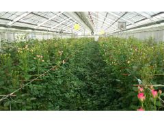 園内には30品種、約3万株の薔薇が日々かわいい姿を見せてくれています。大輪の薔薇やかわいいスプレー薔薇、香りの薔薇そして当園自慢のイングリッシュローズ