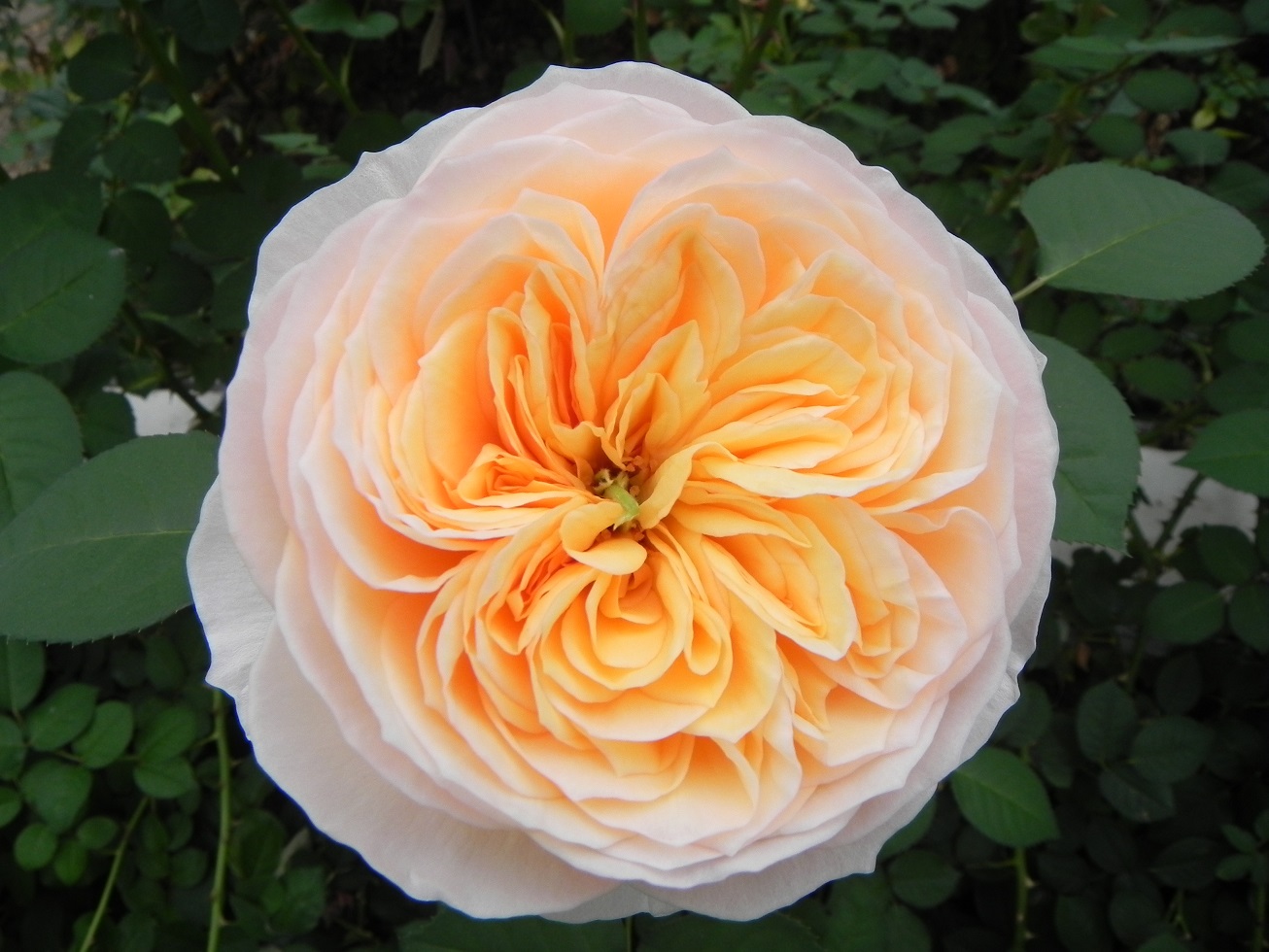 デビッドオースチン社イングリッシュローズの切り花【ジュリエット】です!ロミオとジュリエットから名付けられたという薔薇です。