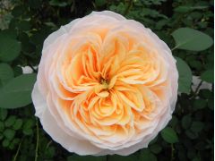 デビッドオースチン社イングリッシュローズの切り花【ジュリエット】です!ロミオとジュリエットから名付けられたという薔薇です。