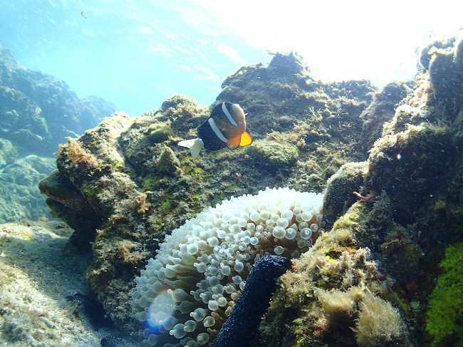 可愛いクマノミにも会える!