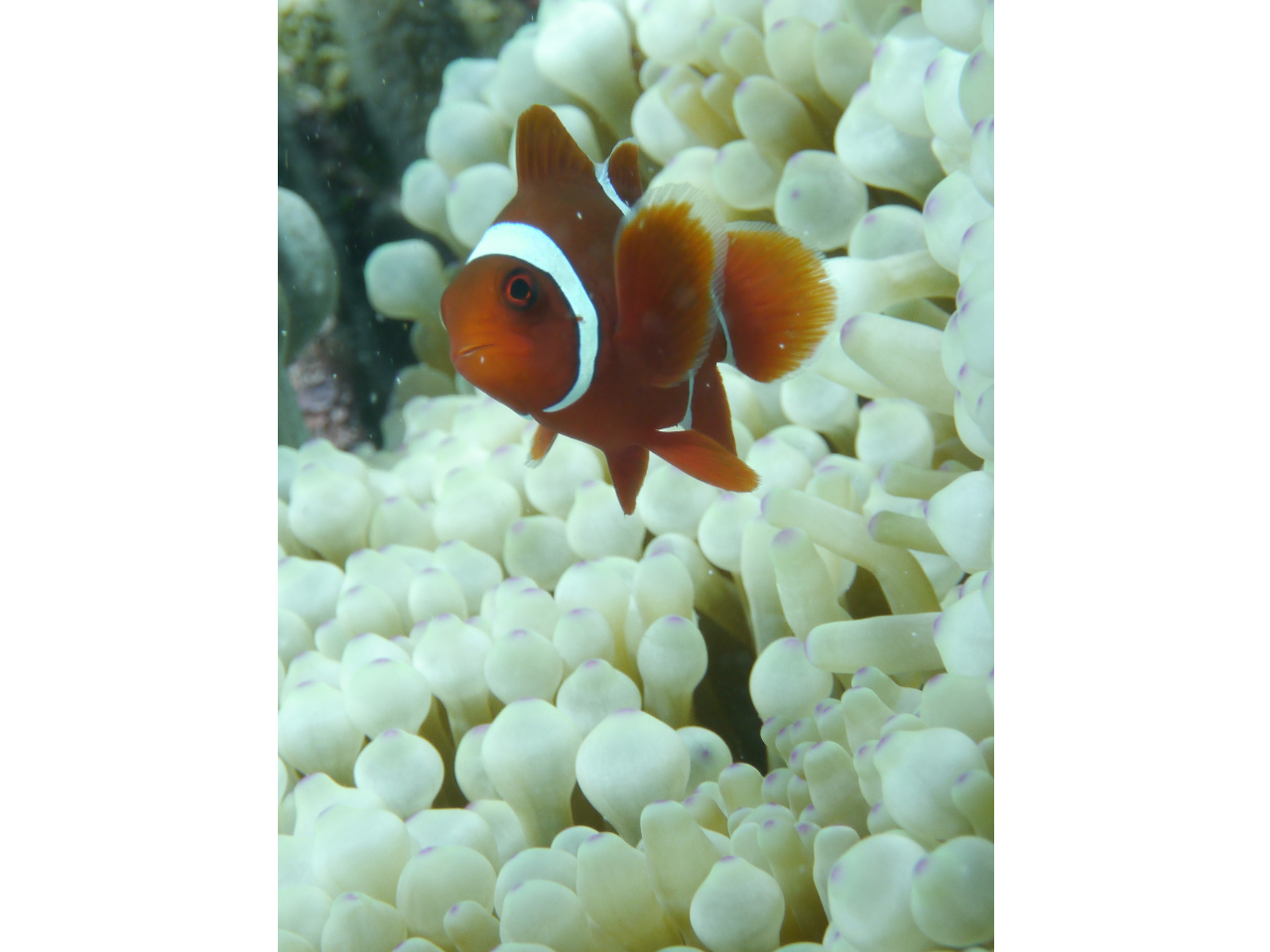 あの、ニモにも会える!かも? その他いろいろなお魚がいっぱい!