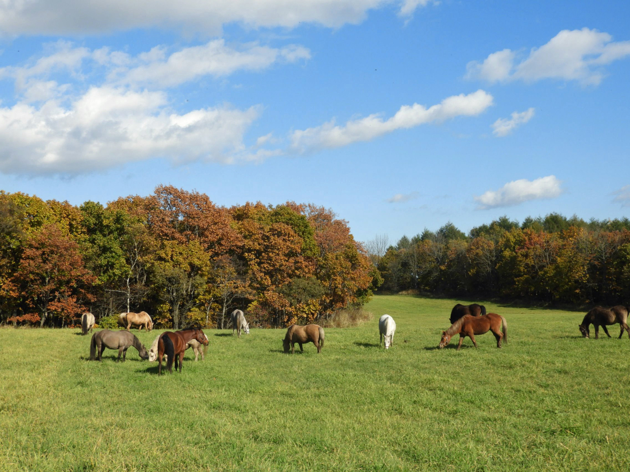 HAgt̕qnBl̑ŁAđ厩R̒ŁBcq̔n͐LѐLтƕ炵Ă܂B