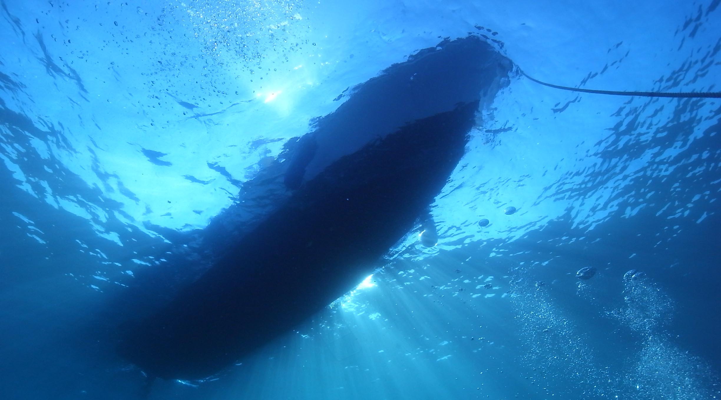 水中から見上げると光がとってもきれいです!ダイビングならではの体験!