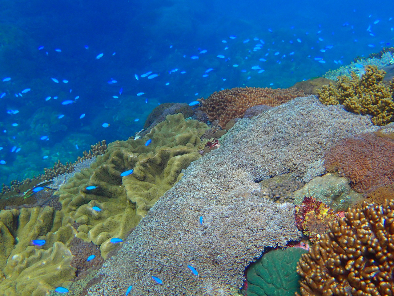 ボートダイビングならでは!熱帯魚がいっぱい(^^♪