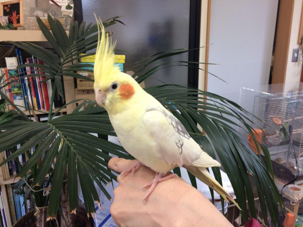 インコがお待ちしております