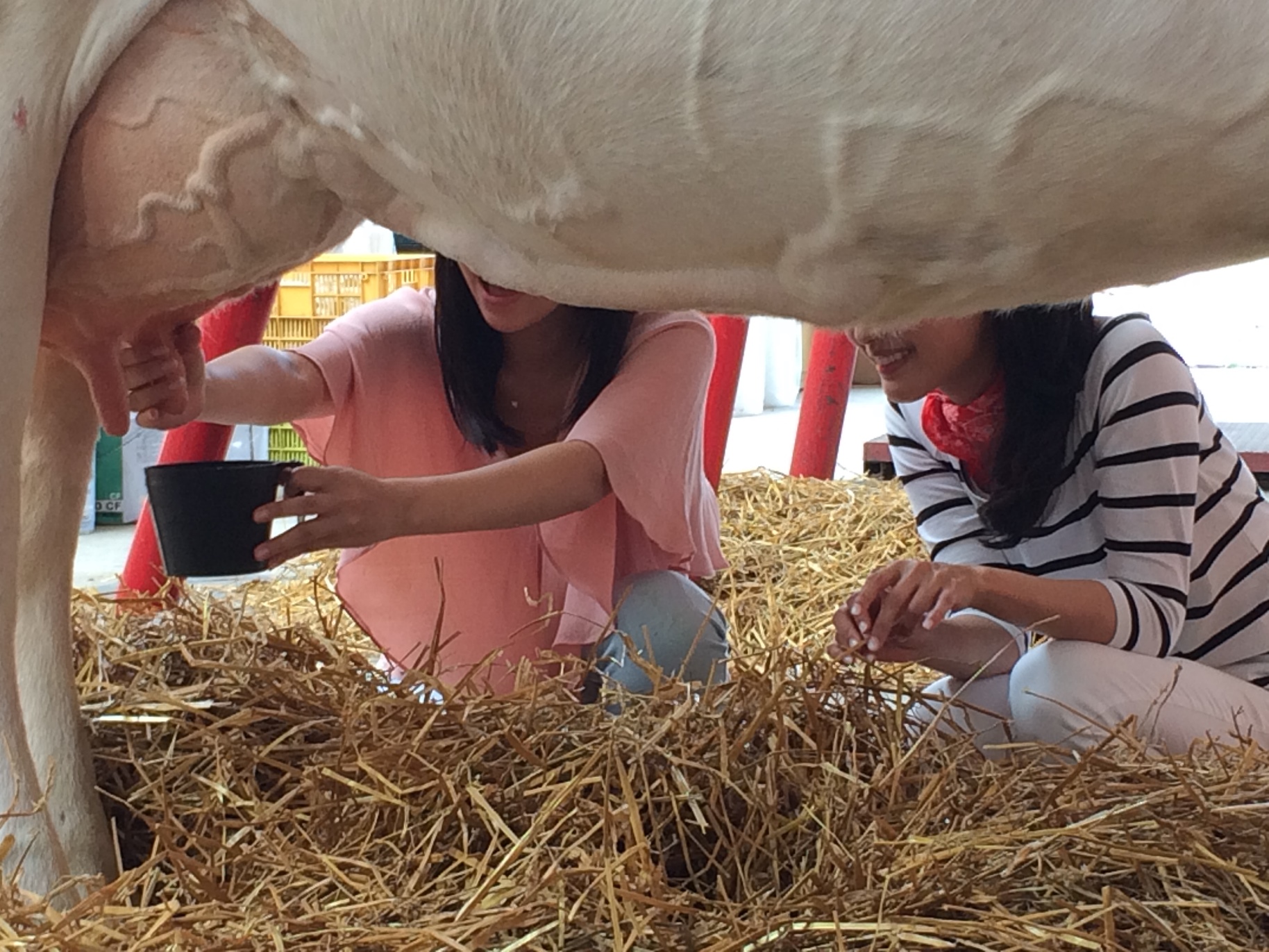 北海道らしい牧場の中で楽しく面白い説明をききながら、命への感謝と大切さを学ぶ体験です。