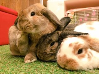 60分コース 癒やし うさぎさんたちと もふり 放題 秋葉原駅近く フリードリンク カップル 女性同士 ファミリー うさぎカフェ もふれる じゃらん遊び体験