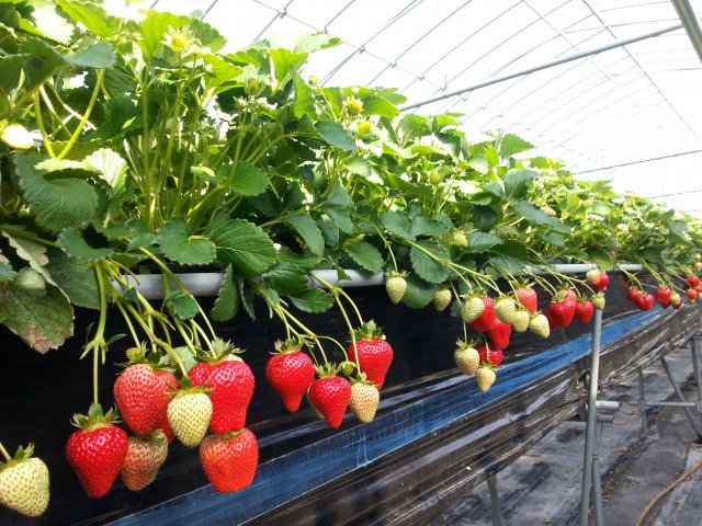 �C�`�S���̒��̗l�q�ł�