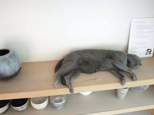 看板ネコのポンちゃんがお出迎えします☆