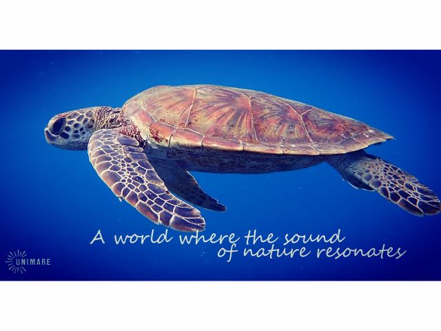 ウミガメとの時間
