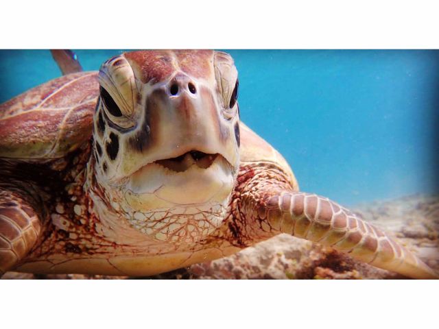 逃げないカメさん!