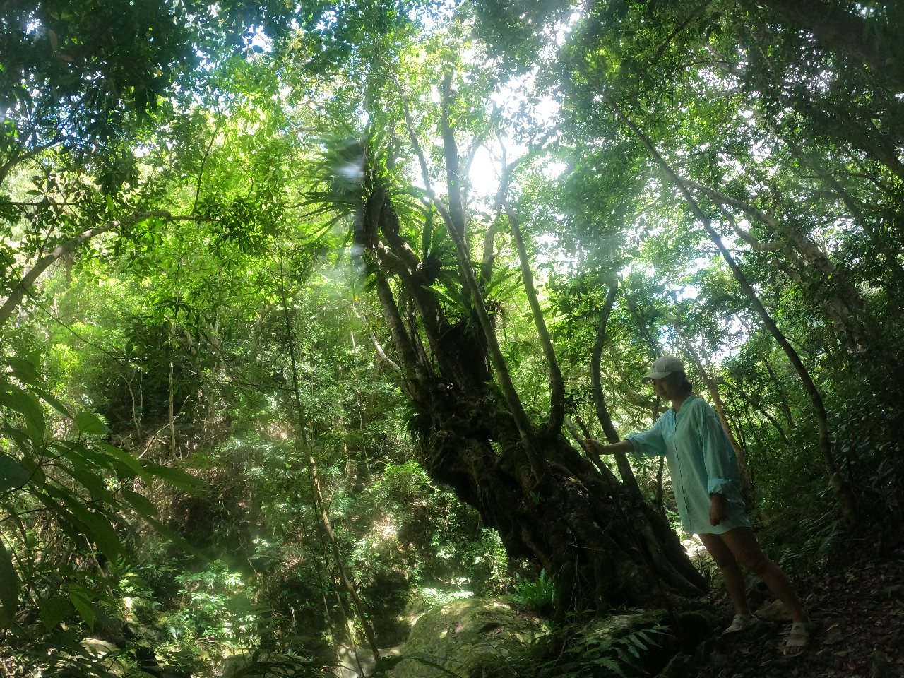 太古からの姿が残る原生林の森の中へ