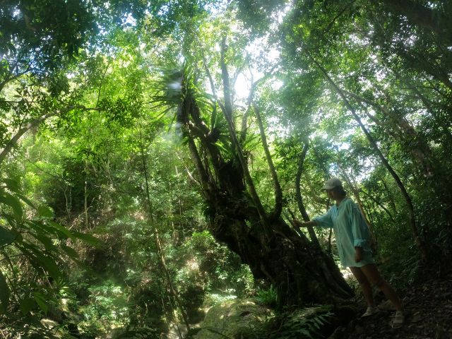 太古からの姿が残る原生林の森の中へ