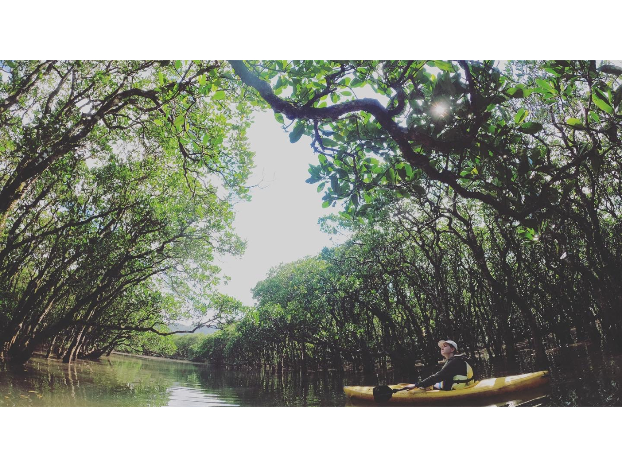 奄美大島のマングローブカヌー体験