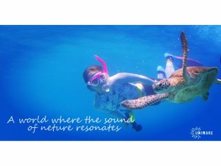 奄美の海でスキンダイビングとウミガメのいる海を楽しむ