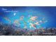 サンゴや魚の群れ、リーフ地形まで。その日の海況に合わせてポイントを選びます
