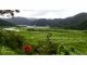 マングローブだけでなく、移動中も奄美の山・川・集落の風景をご案内します