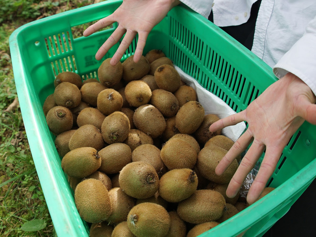 収穫したキウイは固くてすぐには食べれません! 美味しく食べれる方法を現地で教えますね!