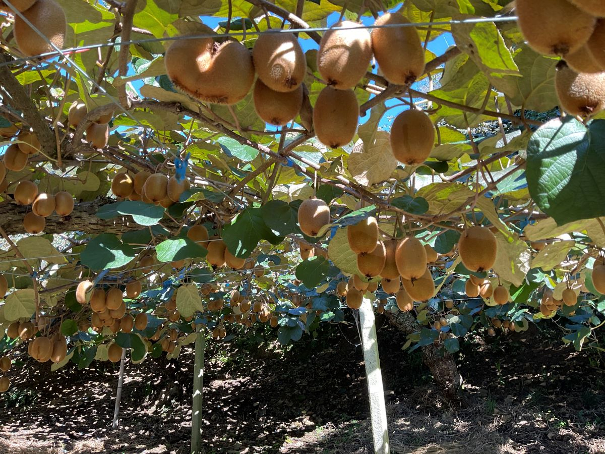 キウイの実がたくさんなってます!!