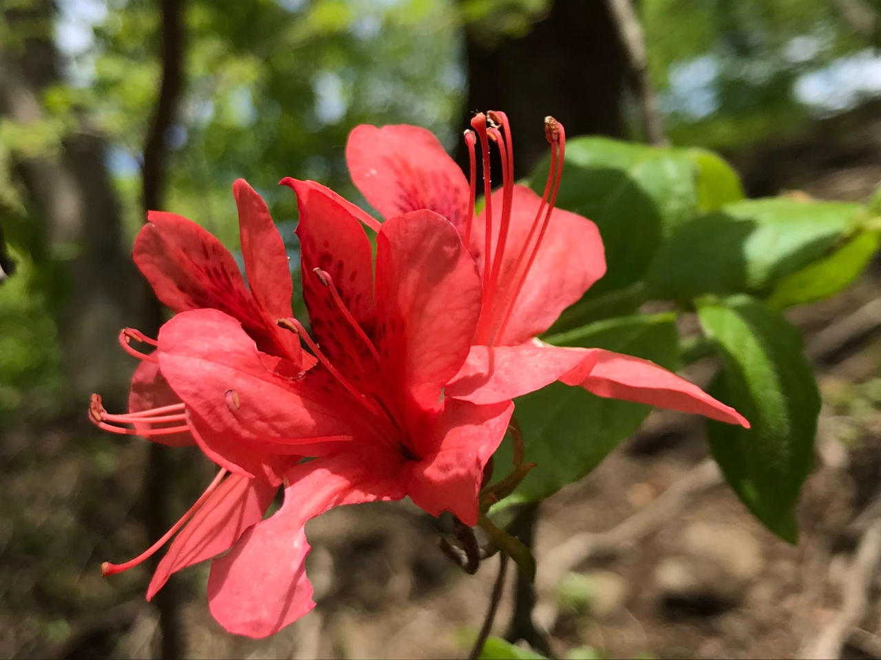 �G�߂��ʂ�ԁX�ɖ��₳��钆�R���̓��i�~�G�ȊO�j