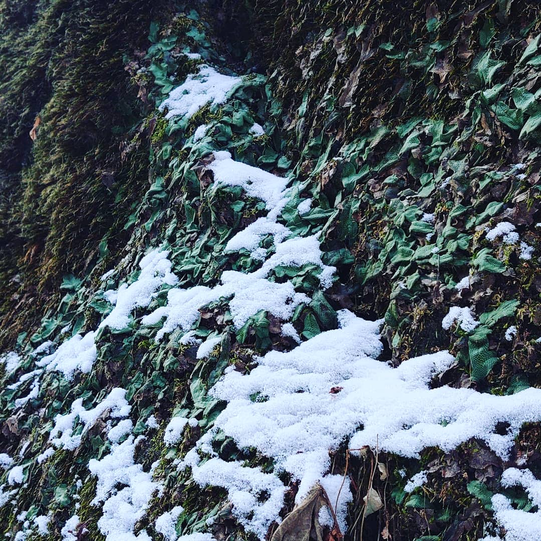 ~̃cA[ł͂܂ۂ̕\݂܂