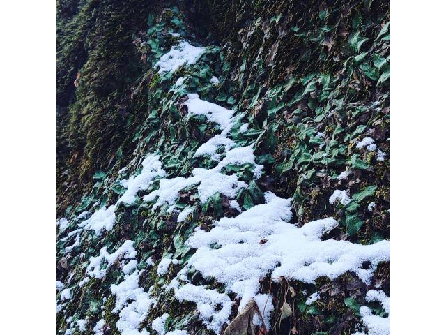 冬のツアーではまた違った苔の表情がみられます