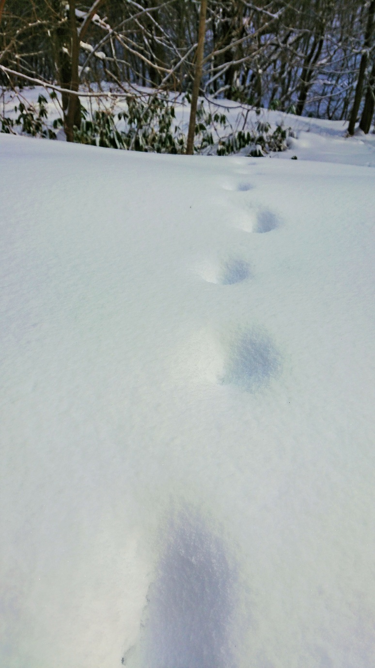 Zn̑ɂȂAVRLOw̐XL鑔RR[ɂ́AlXȓK܂B_Xƈ꒼ɑ̑Ղ̎́c̓cA[̒ŁB