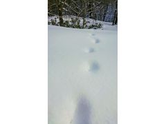 住宅地の只中にありながら、天然記念物指定の森が広がる藻岩山山麓には、様々な動物たちが訪れます。点々と一直線に続くこの足跡の持ち主は…正解はツアーの中で。