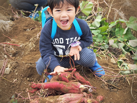 お子様も楽しめるさつまいも体験♪