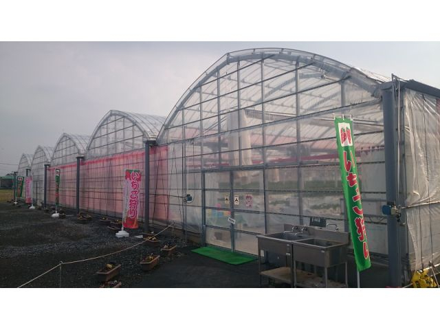 春はいちご狩りも開催しております♪