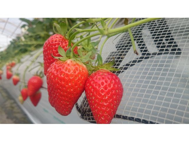 【60分いちご狩り食べ放題】「いちご一会」のおいしい出会い!約3品種+etcのい...