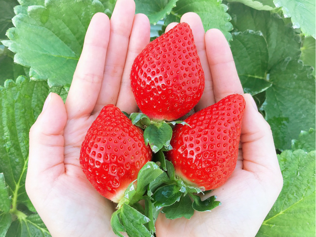 採れたての「あまおう」。手のひらに収まらないくらいの大きないちごもなってます。