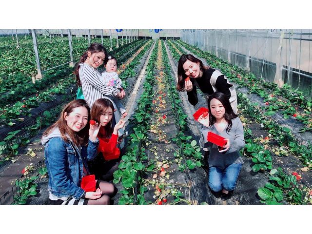 1月 3月予約確定プラン あまおう 45分食べ放題 飛び込み価格と相違あり 福岡市内より車で40分 糸島 磯本農園 じゃらん遊び体験 1月 3月予約確定プラン あまおう 45分食べ放題 飛び込み価格と相違あり 福岡市内より車で40分 糸島 磯本農園 じゃらん遊び体験