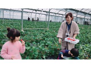 コロナ対策中 4 5月 糸島 いちご狩り あまおう 45分食べ放題プラン 福岡市内より40分 糸島 磯本農園 じゃらん遊び体験 コロナ対策中 4 5月 糸島 いちご狩り あまおう 45分食べ放題プラン 福岡市内より40分 糸島 磯本農園 じゃらん遊び体験