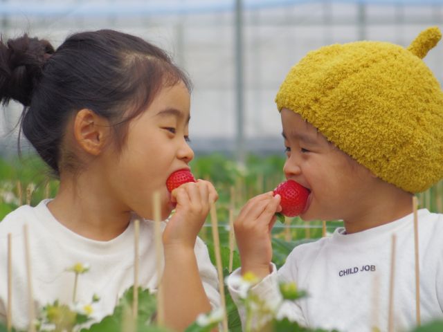 家族や友達と楽しくいちご狩りをお楽しみ下さい!