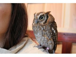 ふくろうカフェで可愛いふくろうとふれあい体験 60分 フリードリンク ふくろうのいる森カフェ名古屋栄店 じゃらん遊び体験 ふくろうカフェで可愛いふくろうとふれあい体験 60分 フリードリンク ふくろうのいる森カフェ名古屋栄店 じゃらん遊び体験